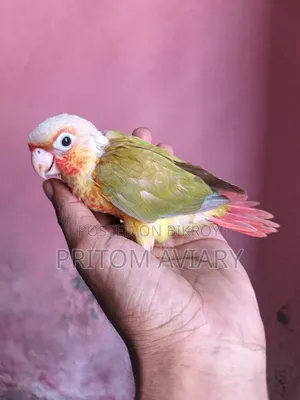 পাইনএপেল কোনুর বেবি