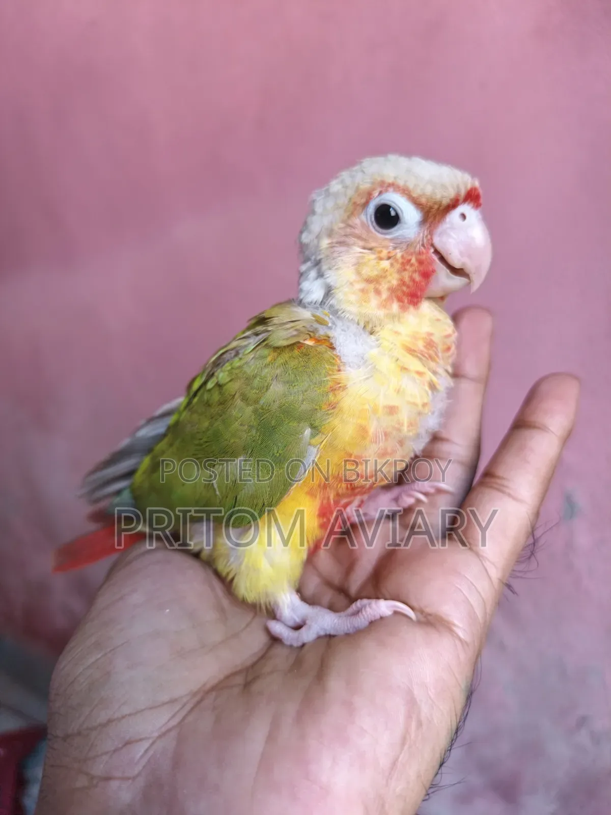 পাইনএপেল কোনুর বেবি