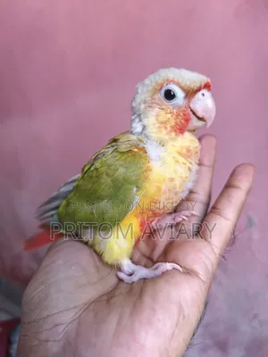 পাইনএপেল কোনুর বেবি