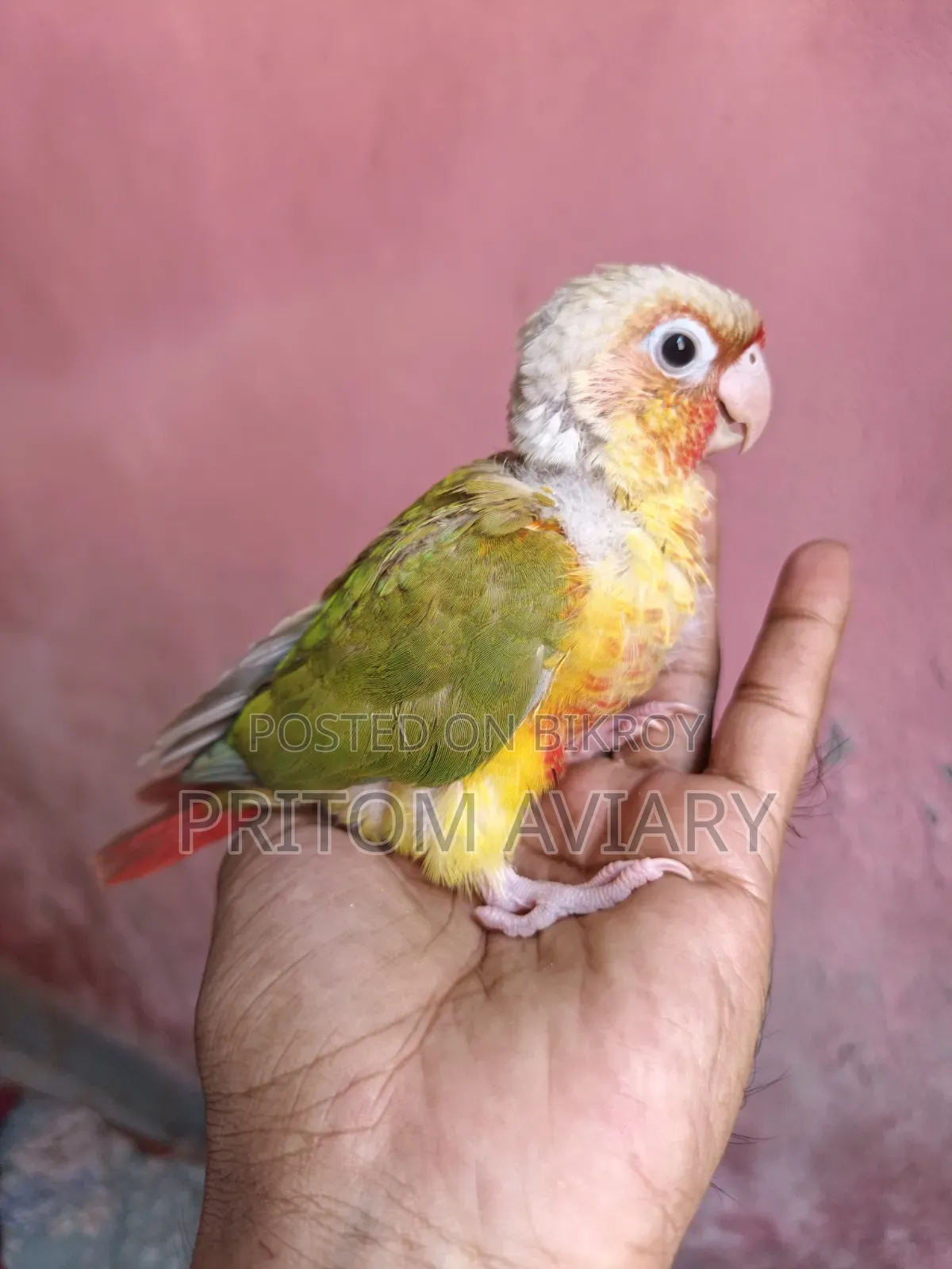 পাইনএপেল কোনুর বেবি