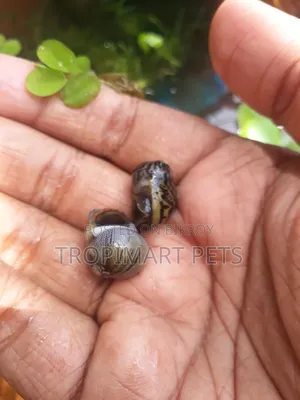 One Pair | Tiger Nerite Snails