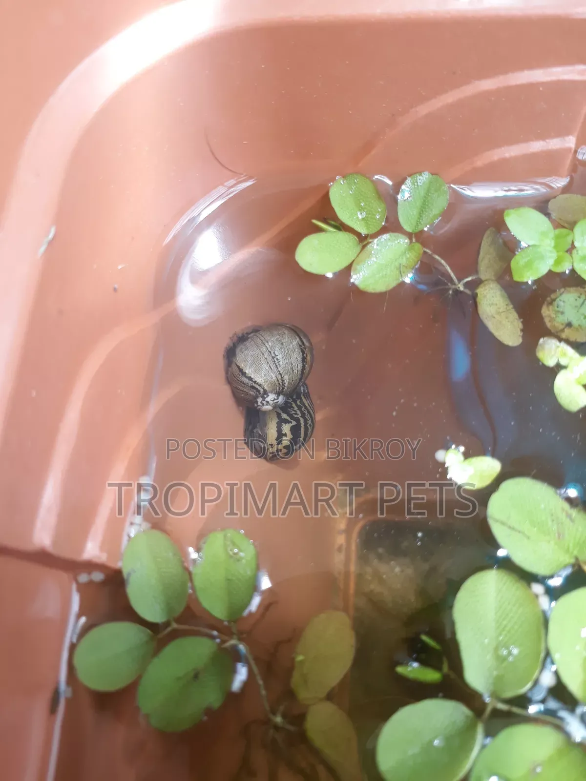 One Pair | Tiger Nerite Snails