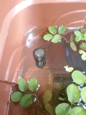 One Pair | Tiger Nerite Snails