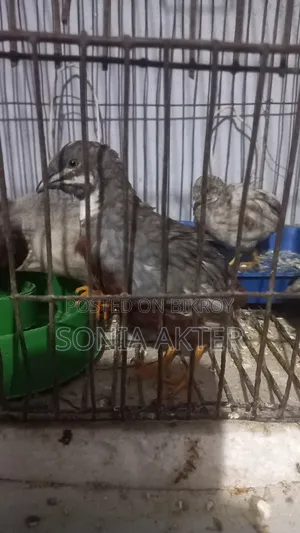 কিং কোয়েল পাখি বিক্রি