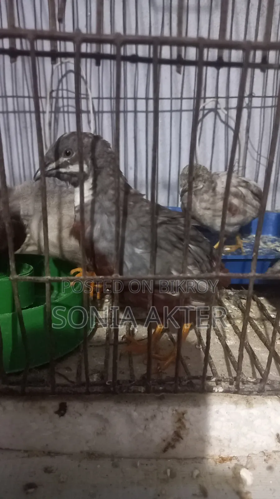 কিং কোয়েল পাখি বিক্রি
