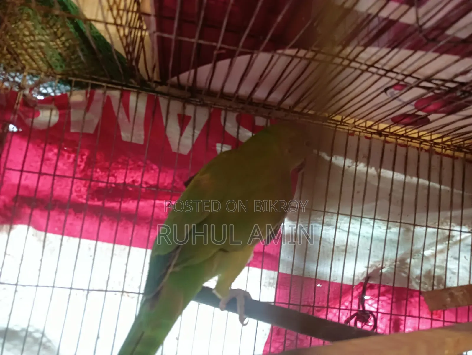ইন্ডিয়ান রিং নেক টিয়া পাখি বিক্রি
