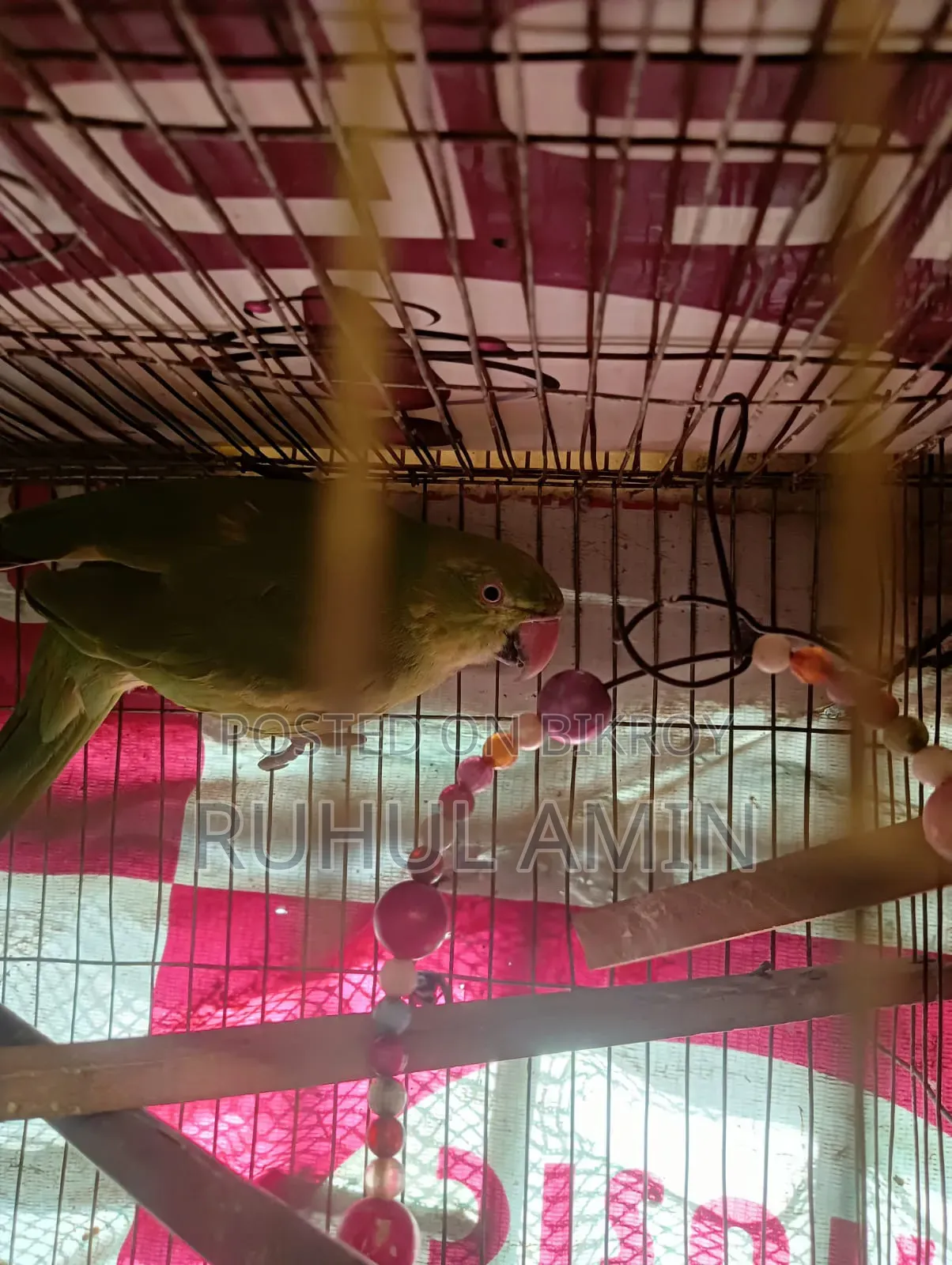 ইন্ডিয়ান রিং নেক টিয়া পাখি বিক্রি