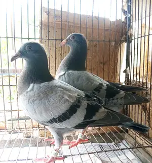 জিরো পরের রেসার বেবি। বাবা মায়ের পেডিগ্রী সহ।
