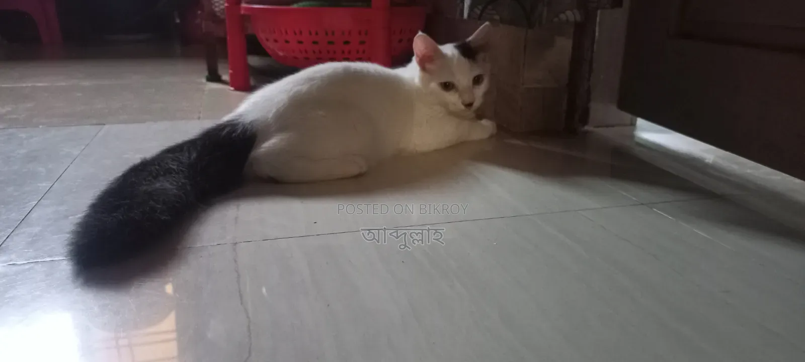 1-3 Months Male Mixed Breed Persian Cat