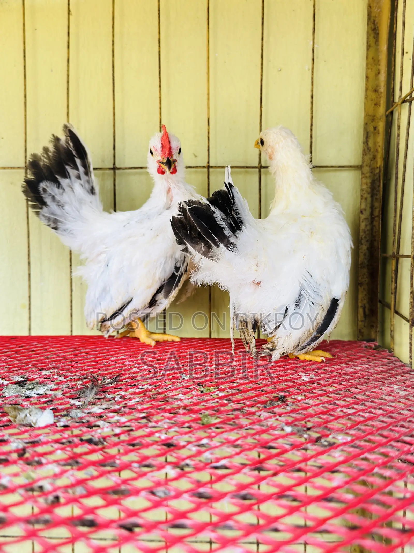 Japanese Bantam Chicks