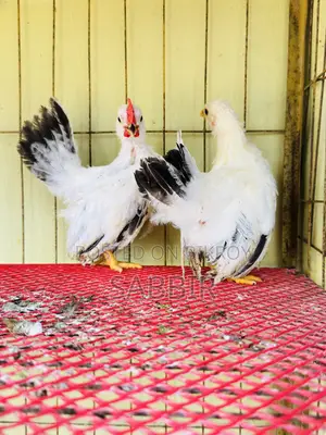 Japanese Bantam Chicks