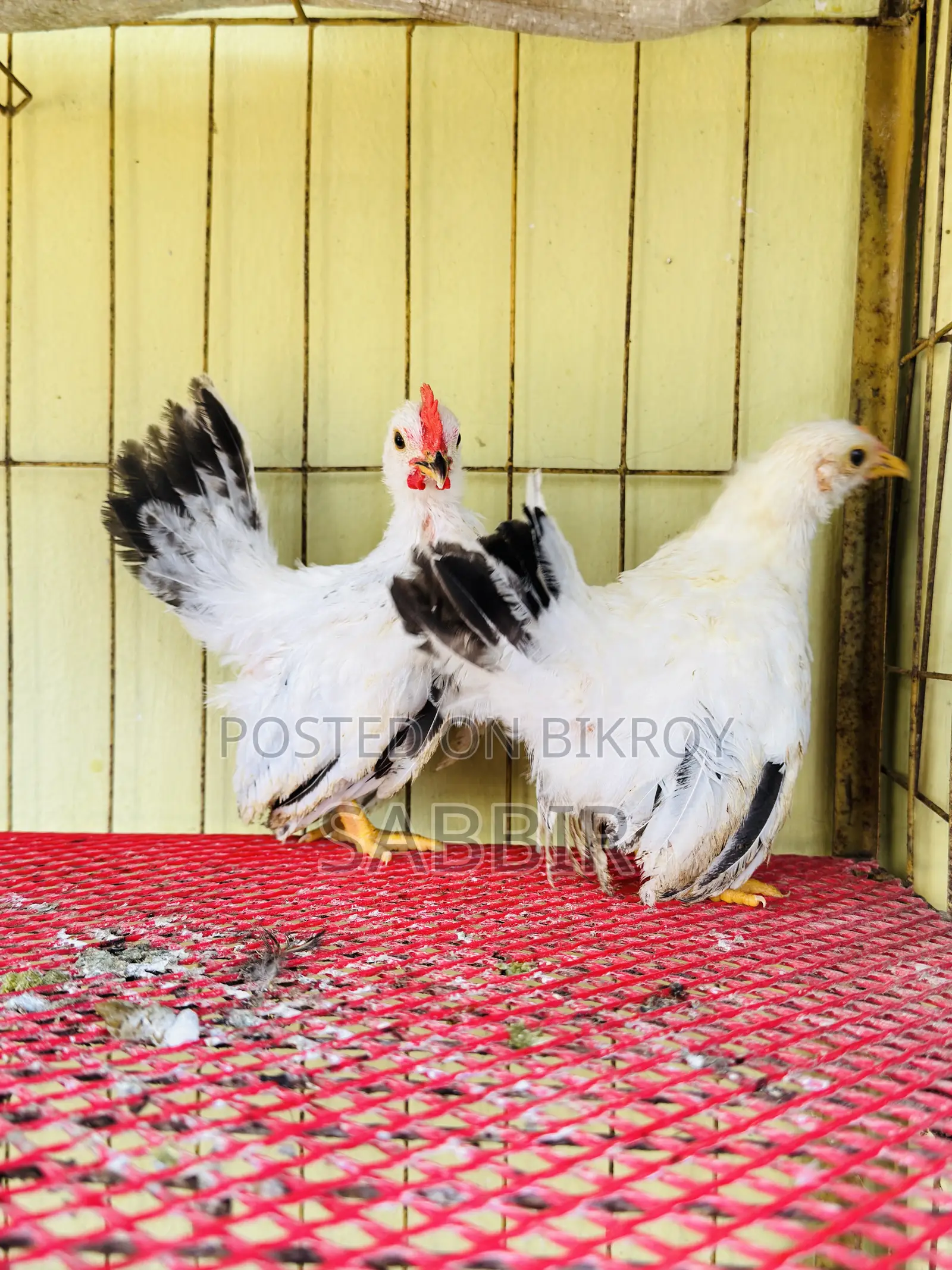 Japanese Bantam Chicks