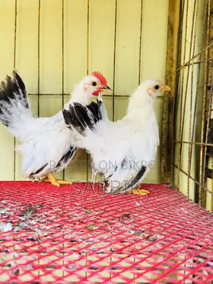 Japanese Bantam Chicks