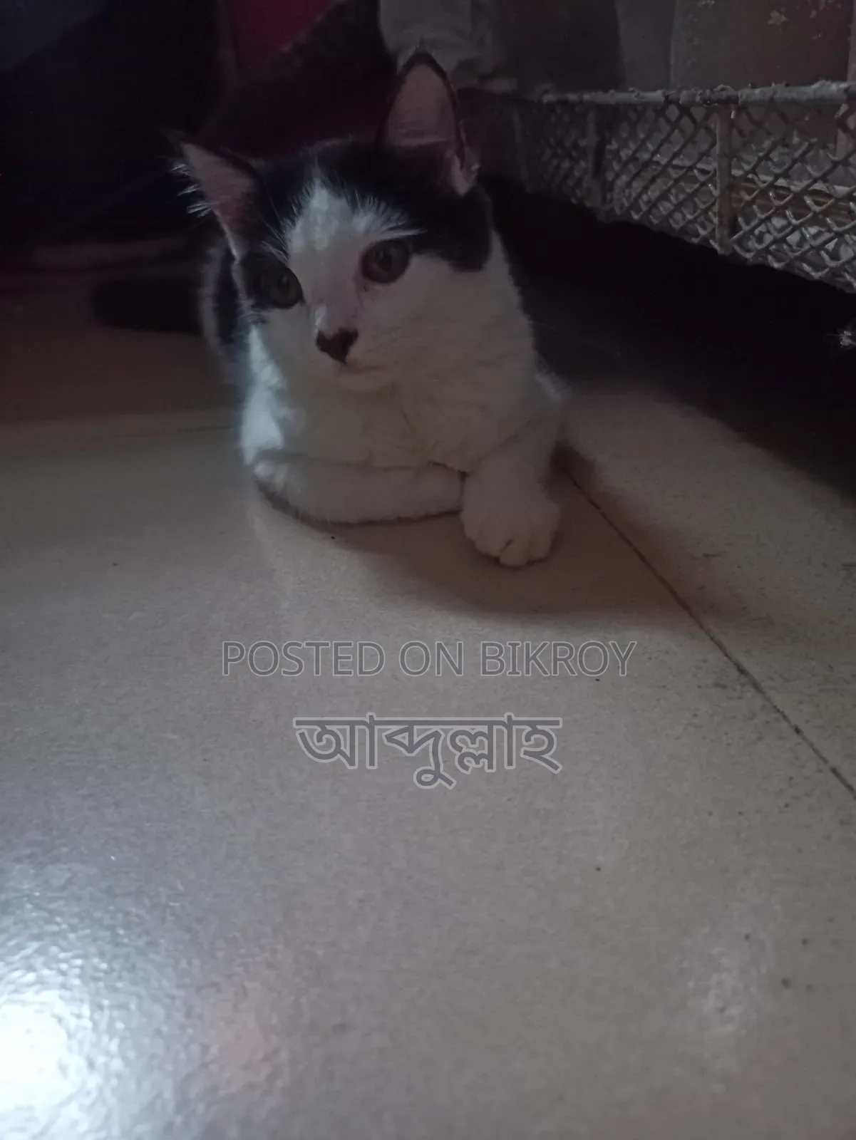 1-3 months Female Mixed Breed Persian