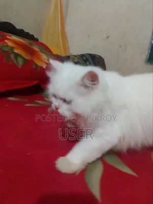 ৩-৬ মাসের মেল পিওরব্রেড পার্সিয়ান