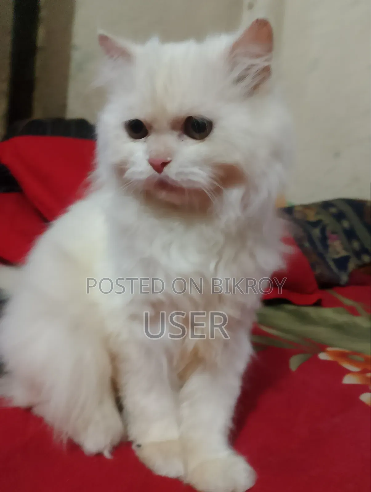 ৩-৬ মাসের মেল পিওরব্রেড পার্সিয়ান