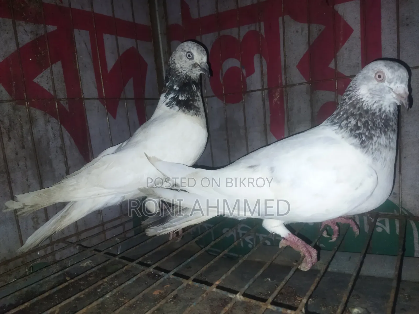 জিরা গলা জোড়া কবুতর