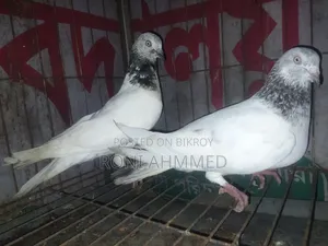 জিরা গলা জোড়া কবুতর