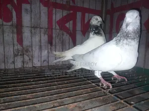 জিরা গলা জোড়া কবুতর