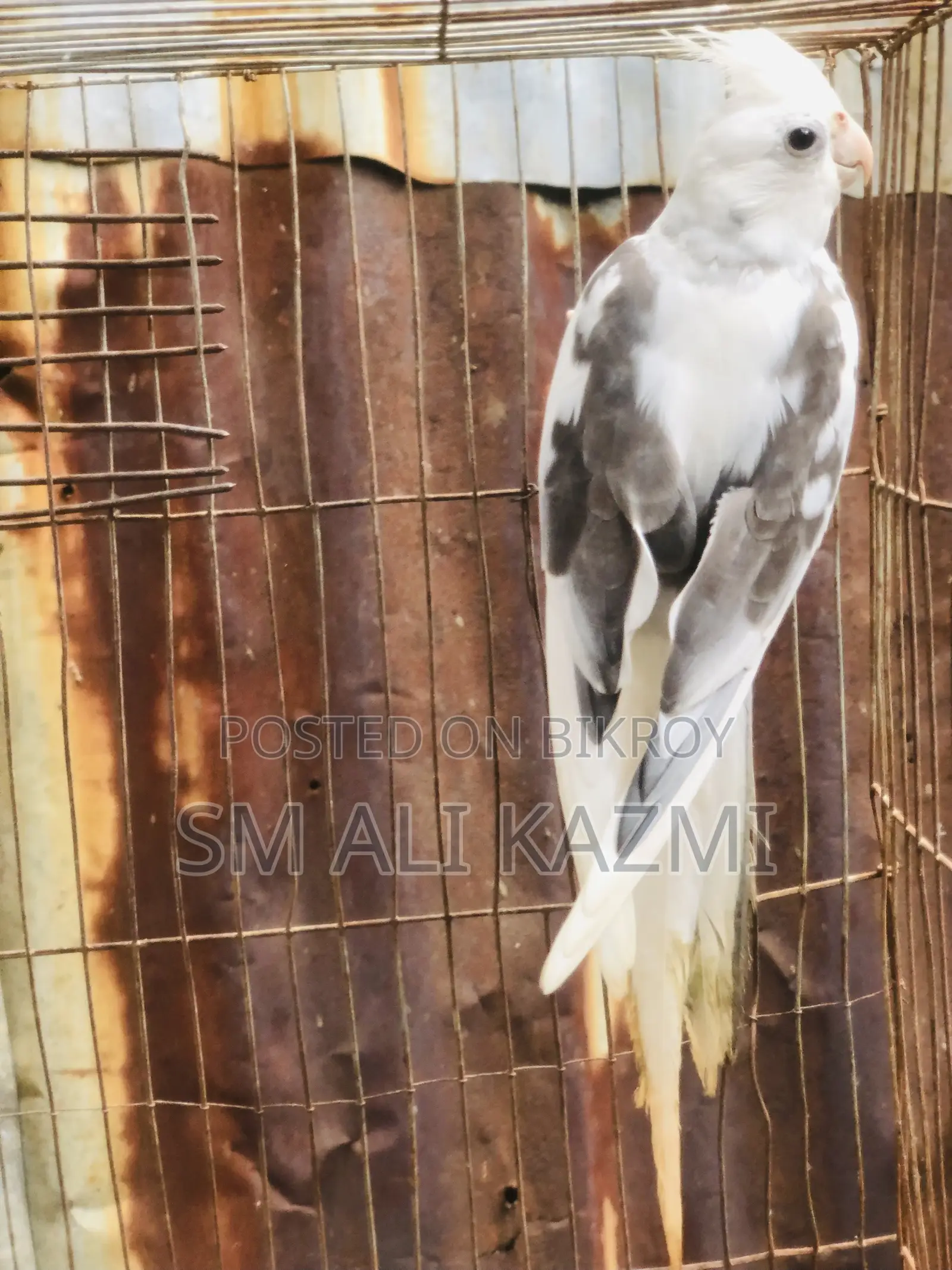 হোয়াইট ফেস পাইড মেল ককাটেল