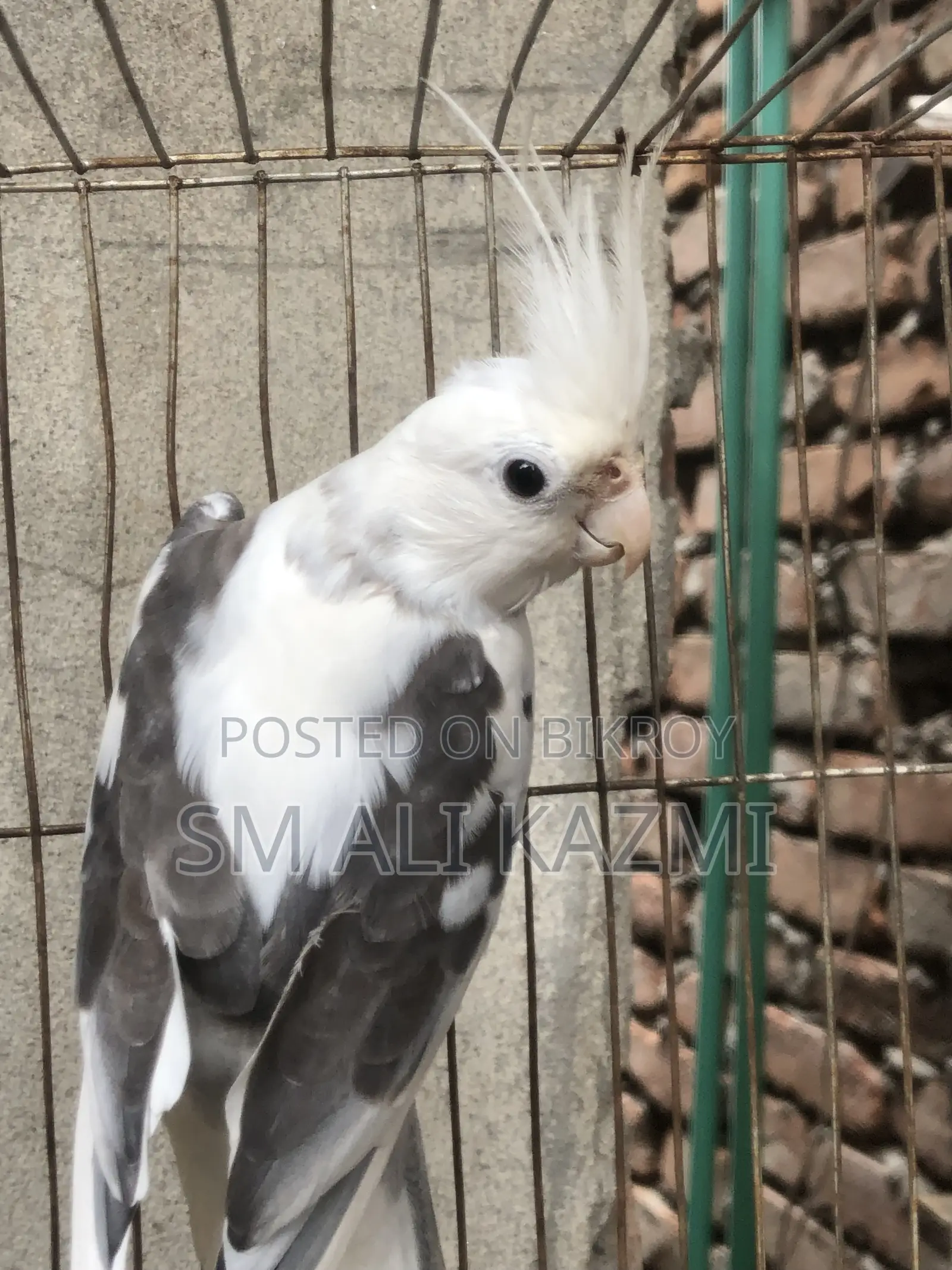 হোয়াইট ফেস পাইড মেল ককাটেল