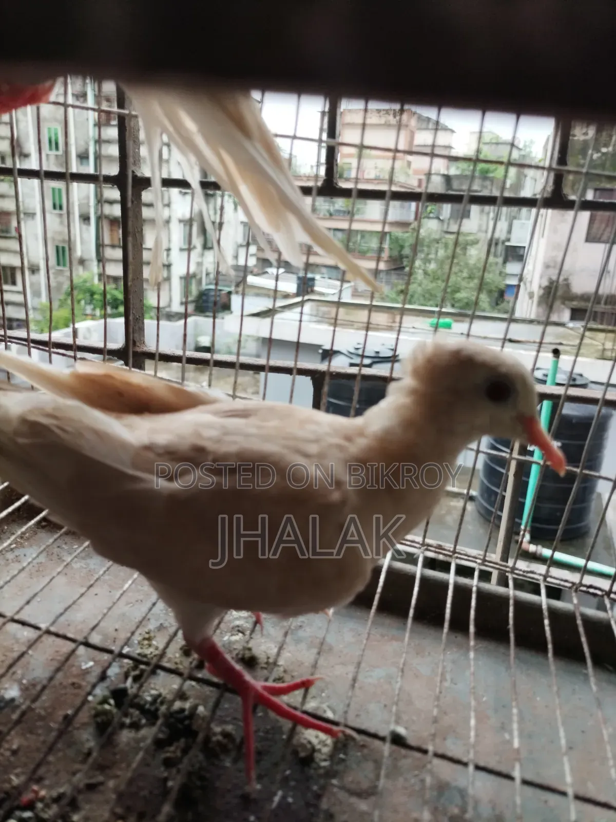 ফেন্সি ঘুঘু জোড়া বিক্র,য় আছে।