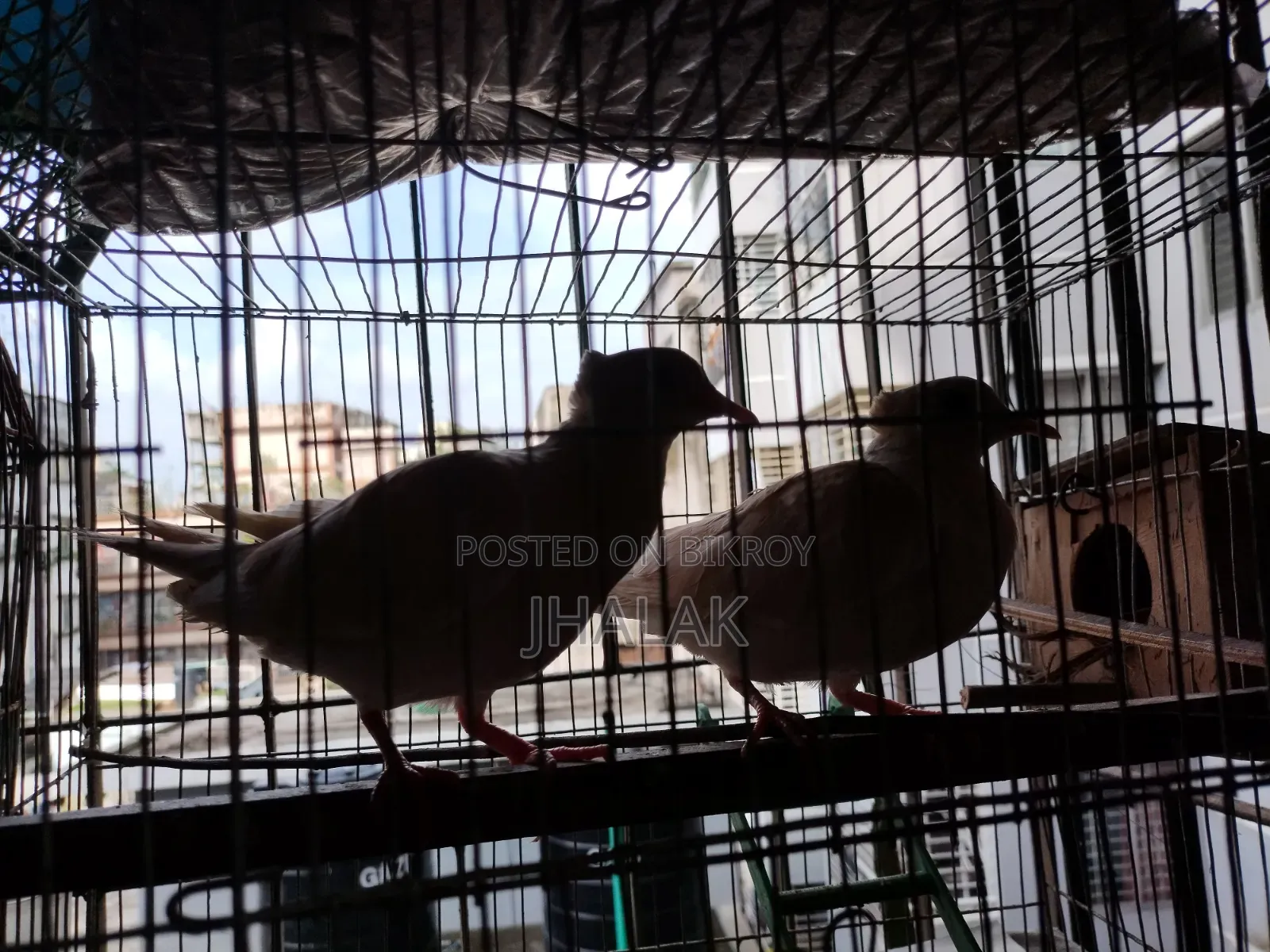 ফেন্সি ঘুঘু জোড়া বিক্র,য় আছে।