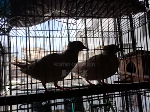 ফেন্সি ঘুঘু জোড়া বিক্র,য় আছে।