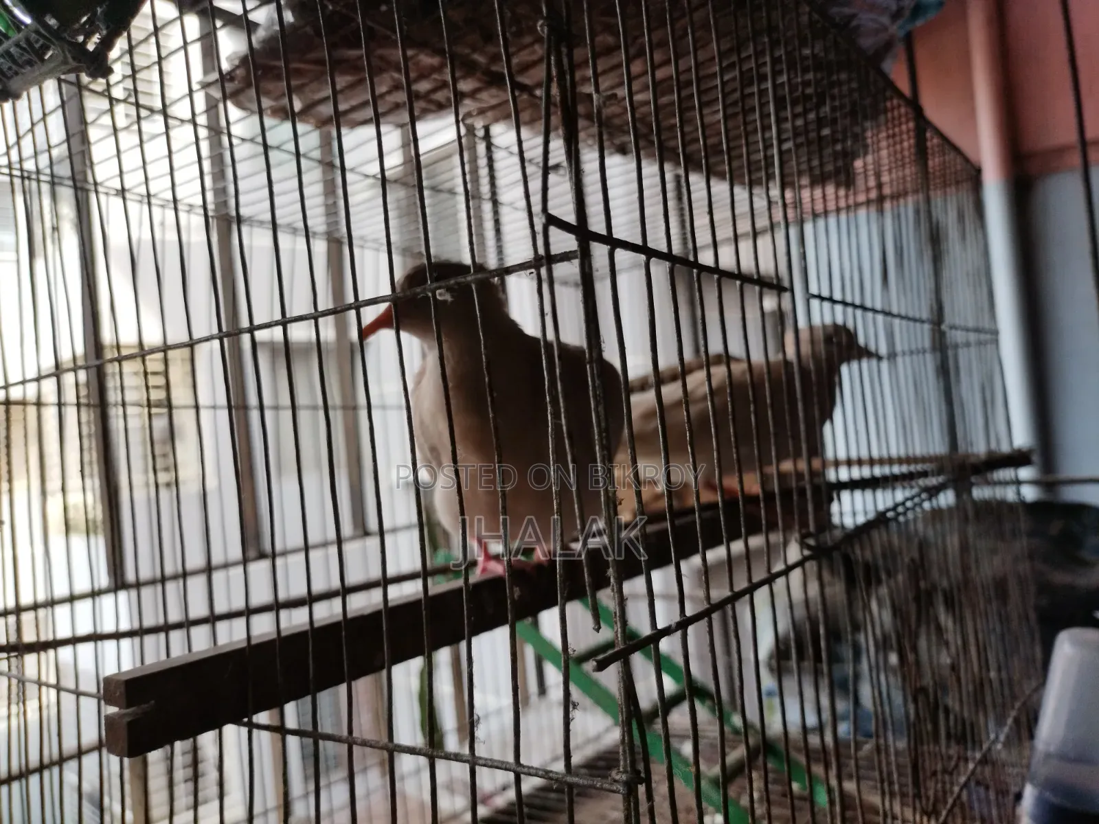 ফেন্সি ঘুঘু জোড়া বিক্র,য় আছে।