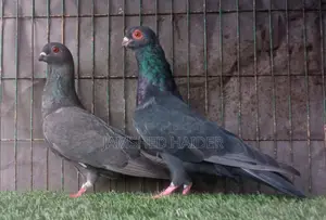 দামাসিন রানিং জোড়া