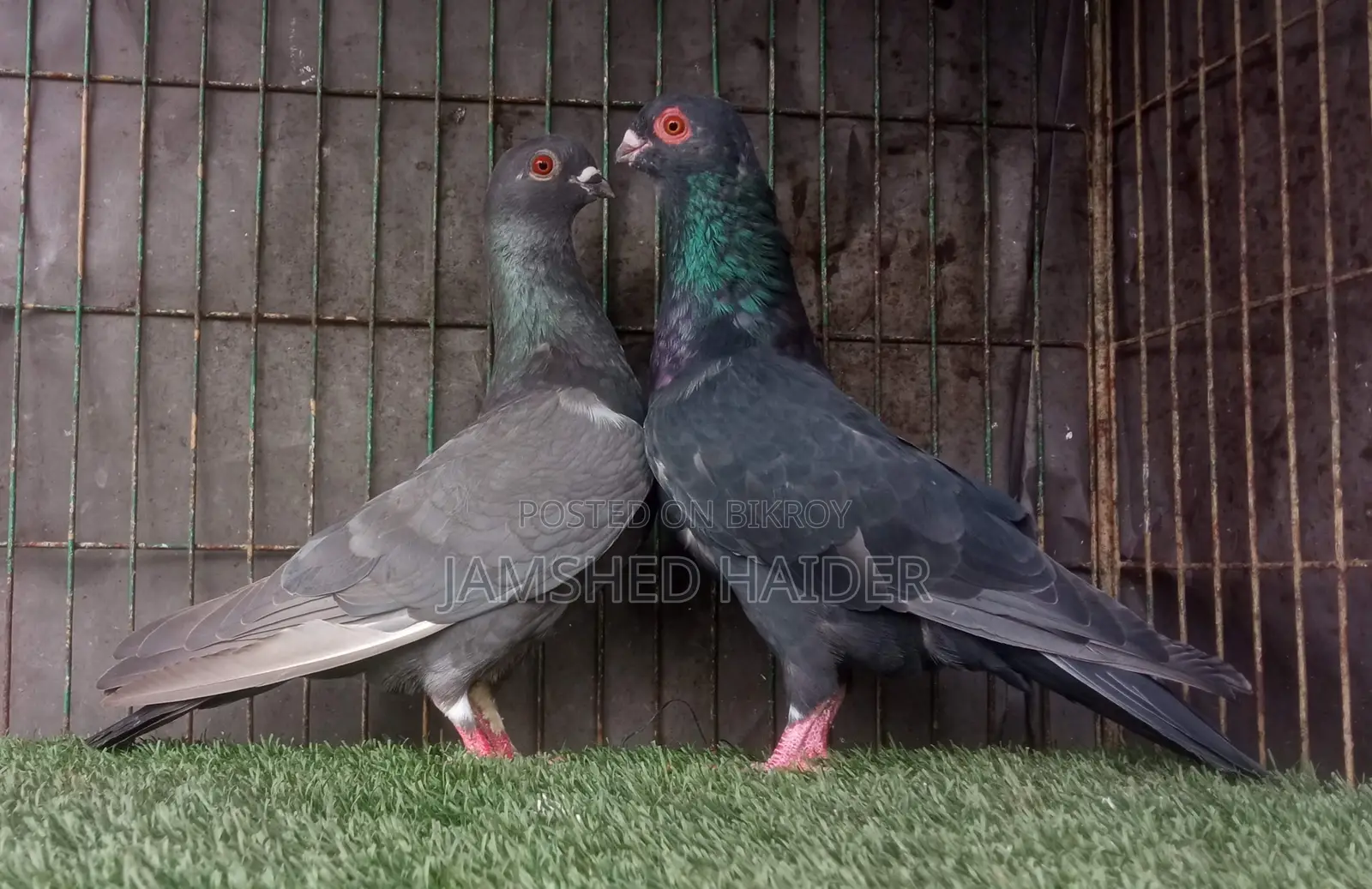 দামাসিন রানিং জোড়া