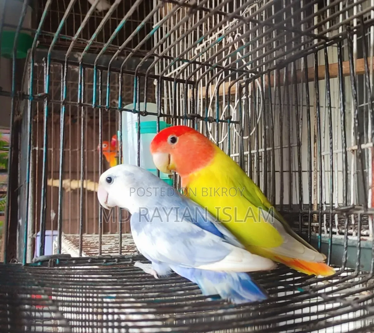 লাভ বার্ড রানিং জোড়া