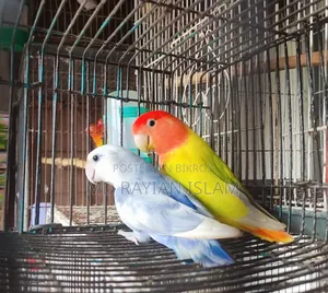 লাভ বার্ড রানিং জোড়া