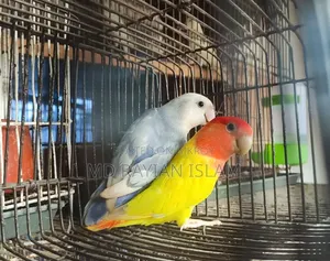 লাভ বার্ড রানিং জোড়া