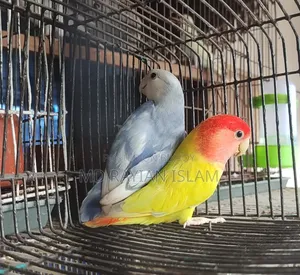 লাভ বার্ড রানিং জোড়া