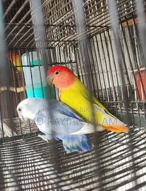 লাভ বার্ড রানিং জোড়া