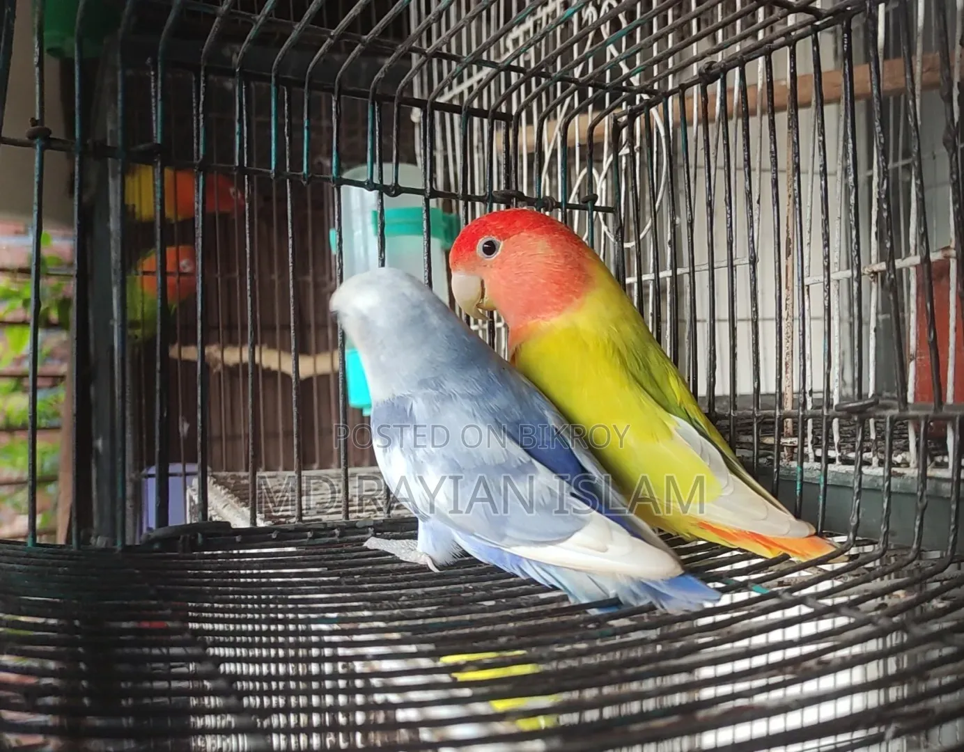 লাভ বার্ড রানিং জোড়া