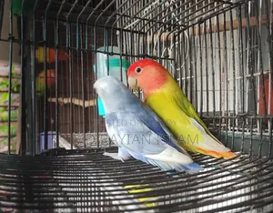 লাভ বার্ড রানিং জোড়া
