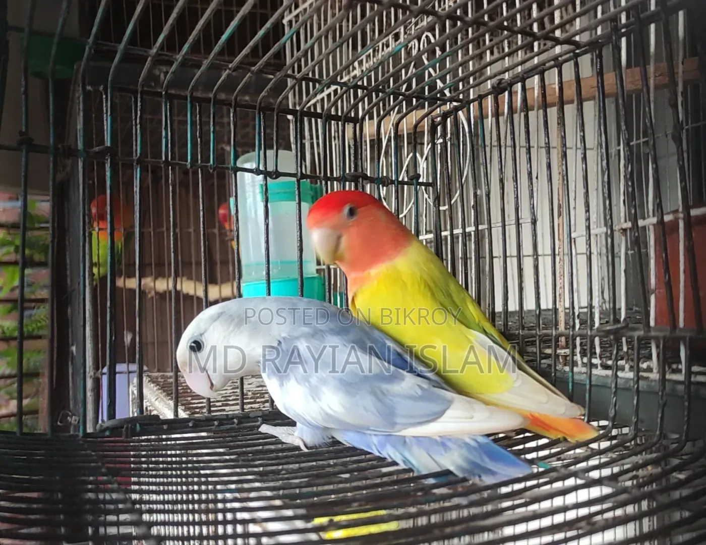 লাভ বার্ড রানিং জোড়া