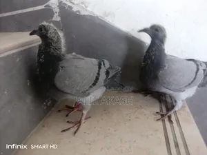 দুই জোড়া সবজি রেসার বেবি কবুতর