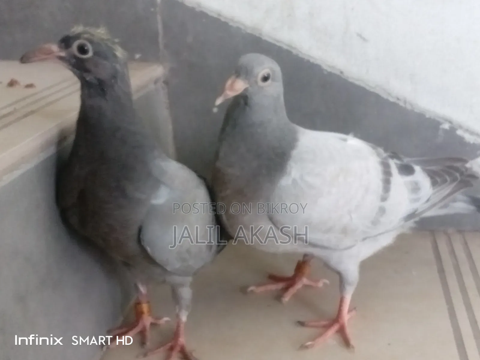 দুই জোড়া সবজি রেসার বেবি কবুতর