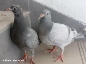 দুই জোড়া সবজি রেসার বেবি কবুতর