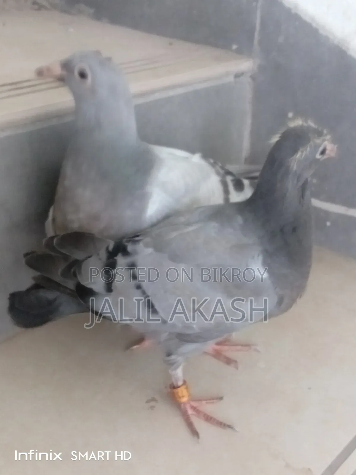 দুই জোড়া সবজি রেসার বেবি কবুতর
