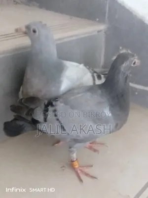 দুই জোড়া সবজি রেসার বেবি কবুতর