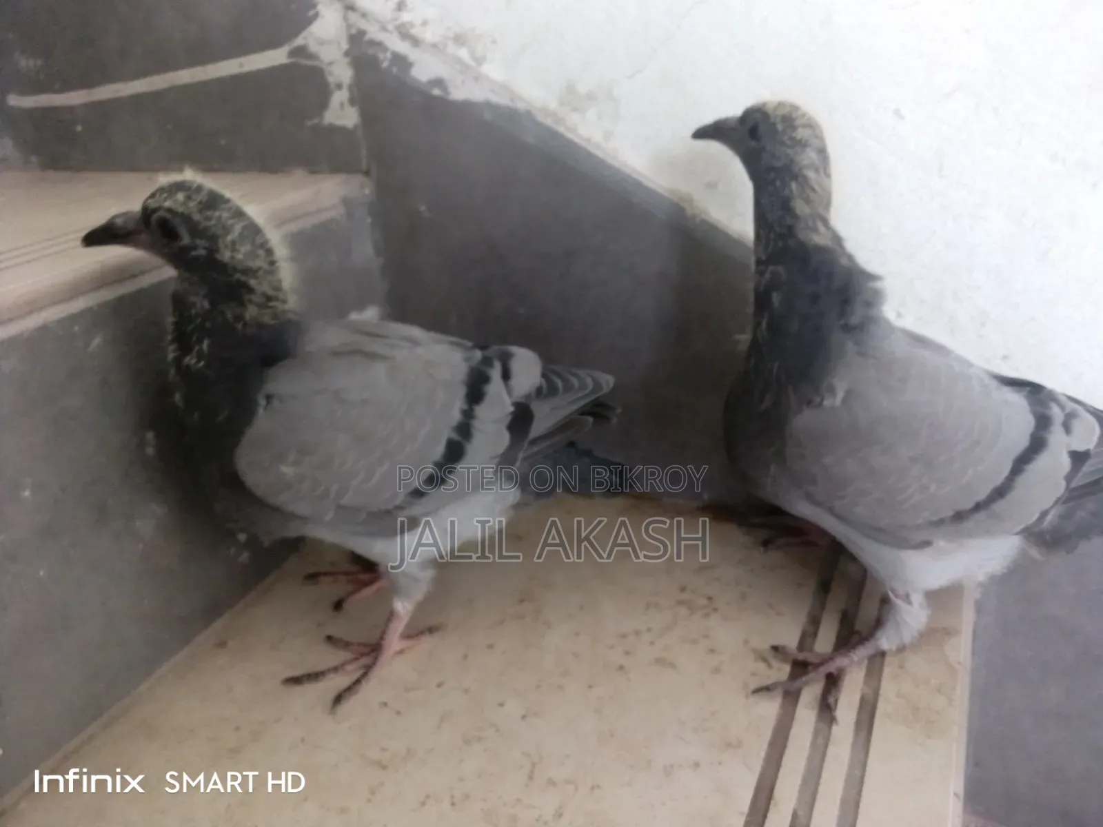 দুই জোড়া সবজি রেসার বেবি কবুতর