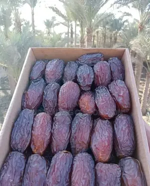 মেডজুল মিডিয়াম খেজুর