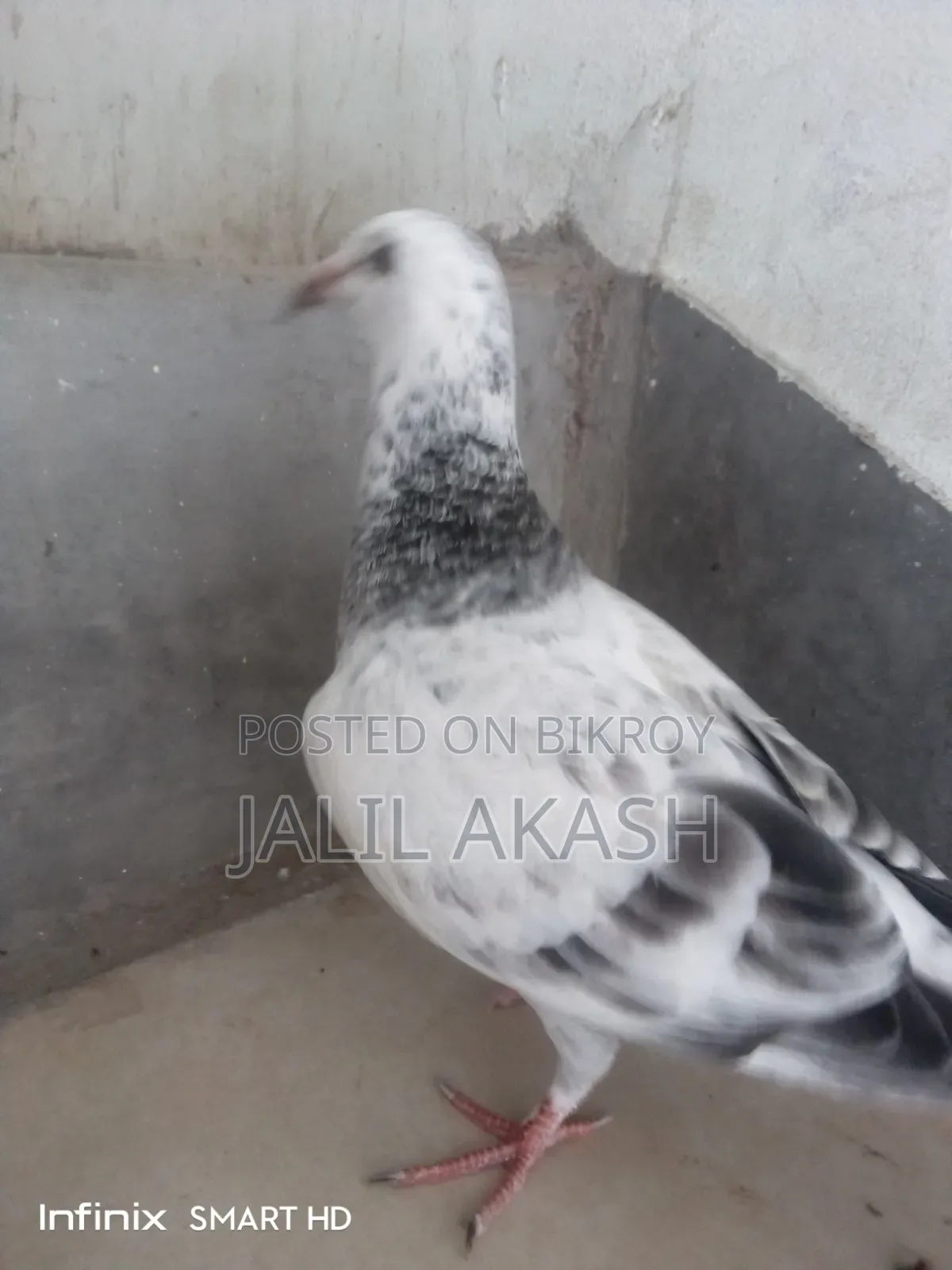 গ্রীজেল ১ বছরের বেবি