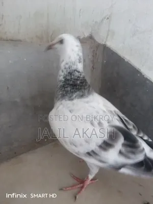 গ্রীজেল ১ বছরের বেবি