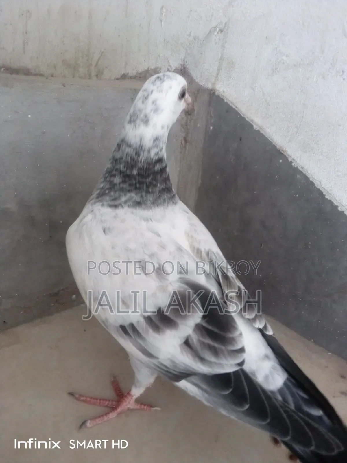 গ্রীজেল ১ বছরের বেবি