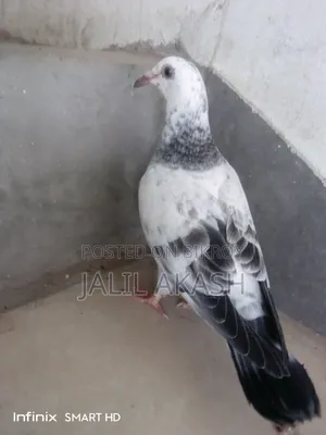 গ্রীজেল ১ বছরের বেবি